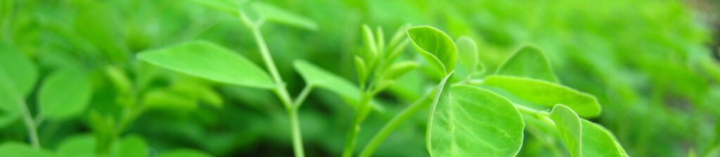 Planta de Moringa