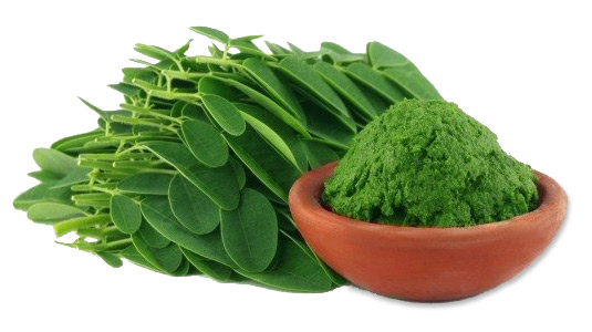 ¿CÓMO SE TOMA LA MORINGA?