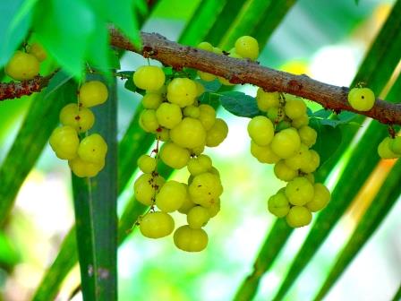 PROPIEDADES Y BENEFICIOS DEL AMLA O AMALAKI