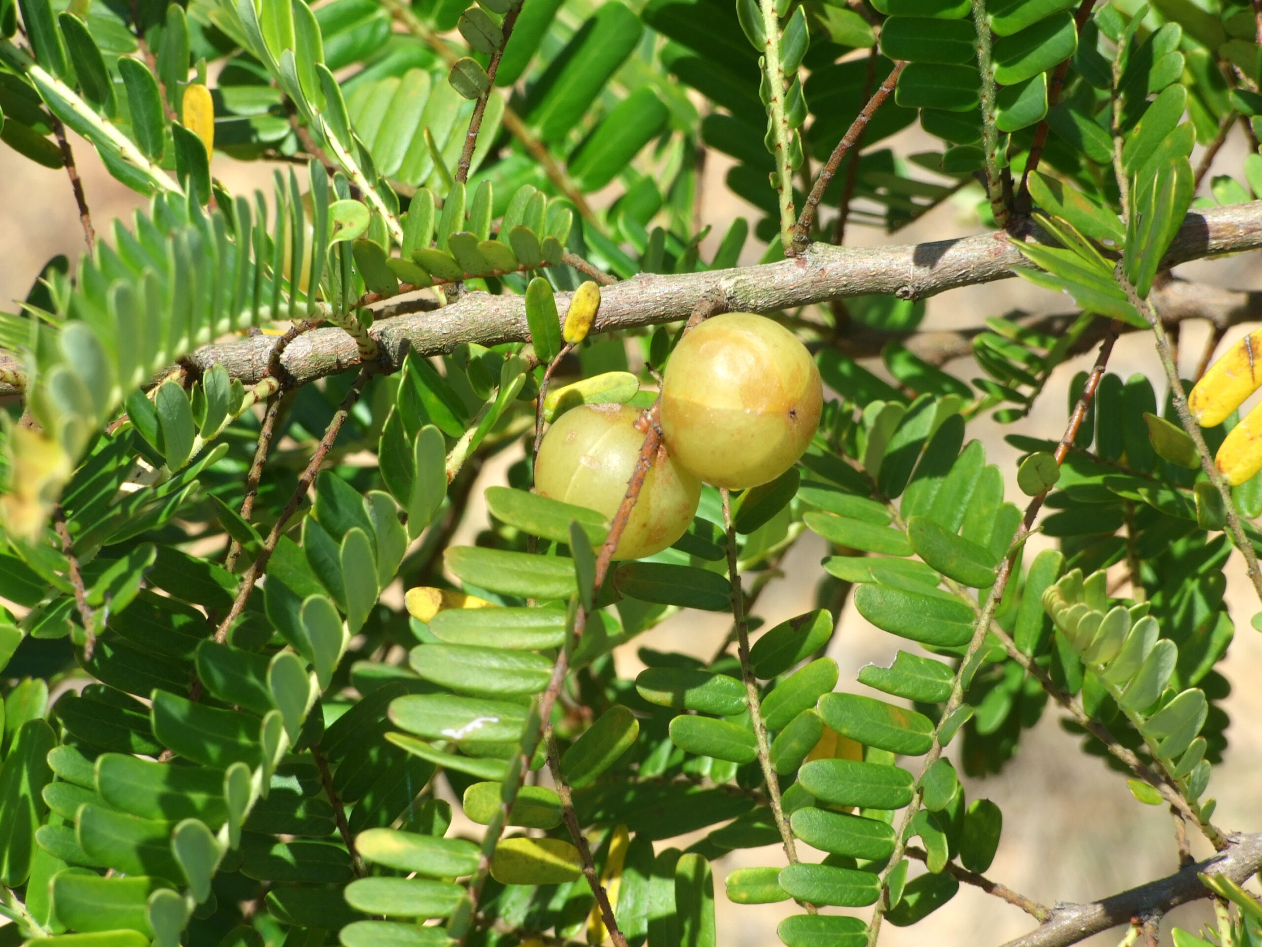 efectos-secundarios-amla-amalaki