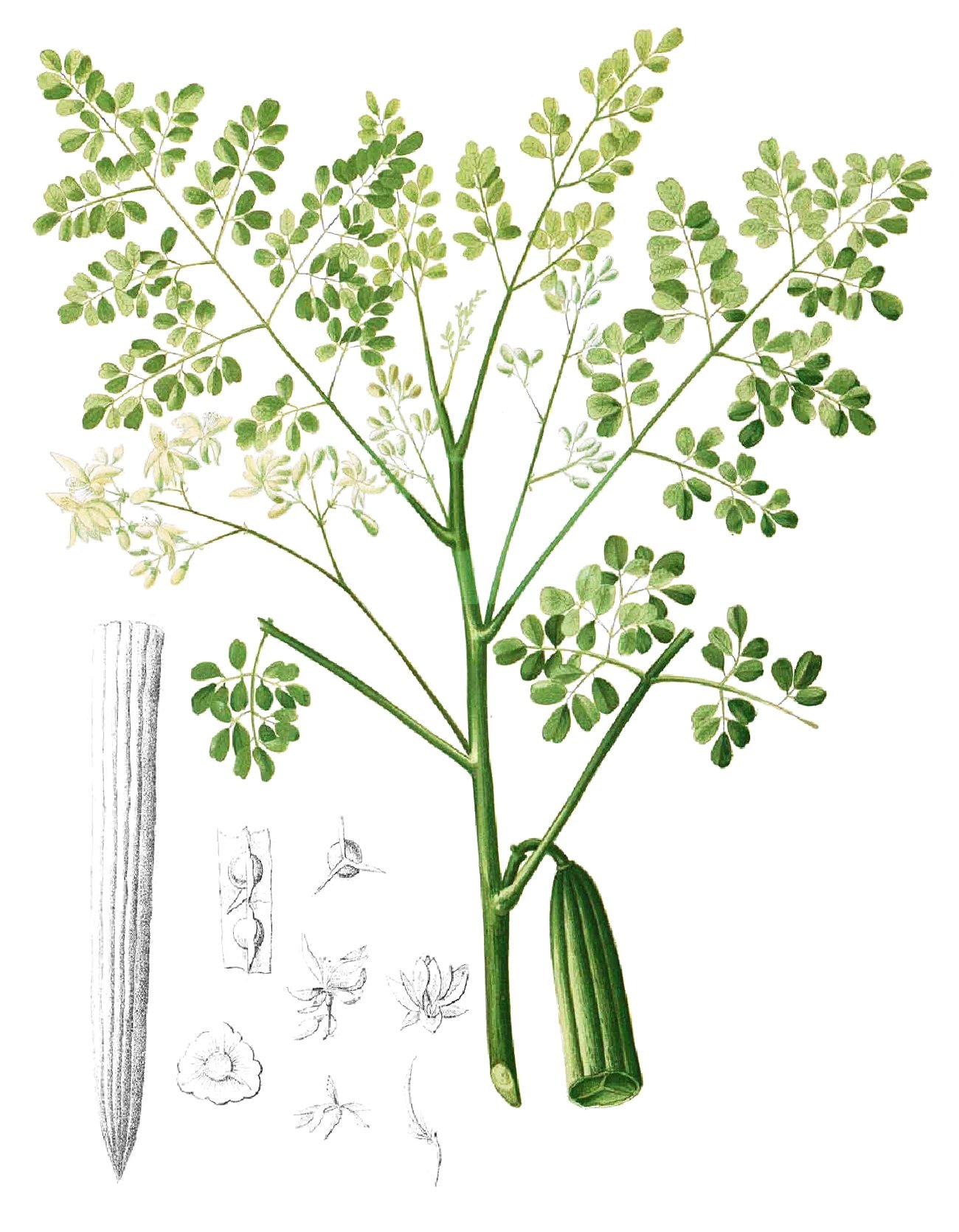 PROPIEDADES CURATIVAS DE LA MORINGA