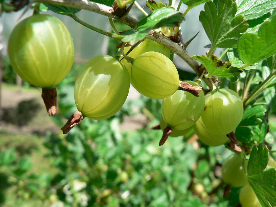 QUÉ ES Y PARA QUÉ SIRVE EL AMLA O AMALAKI