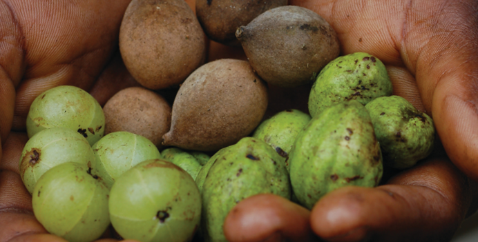 TRIPHALA: 8 EFECTOS SECUNDARIOS Y CONTRAINDICACIONES